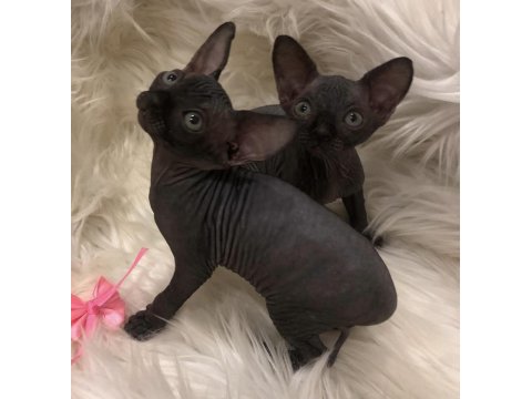 Sphynx sfenks dişi erkek
