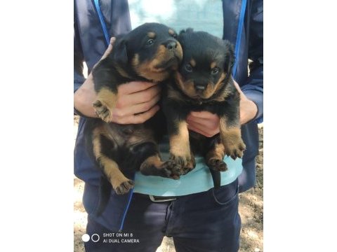 Rottweiler yavrular