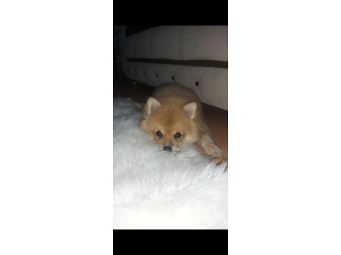 Pomeranian spitz 2 yaşında