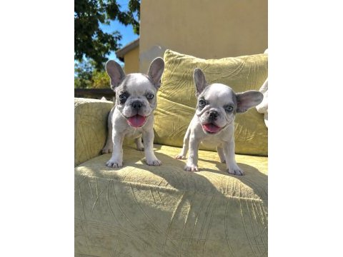 Yeşil gözlü blue pied french bulldog bebeklerim