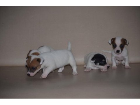 Safkan ırk garantili jack russell yavruları