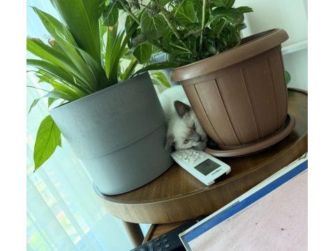 2 beyaz british shorthair blue poınt yavru