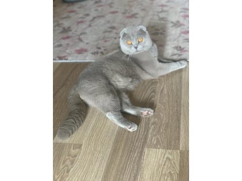 Yetişkin scottish fold