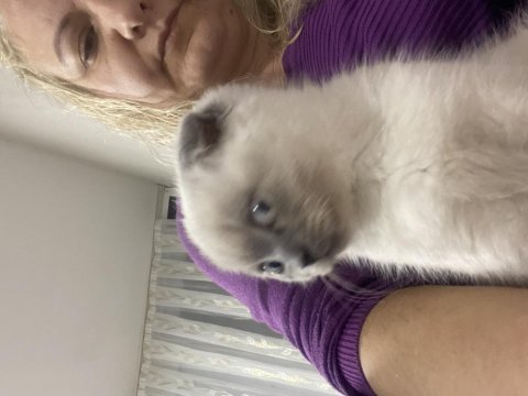 Scottish fold evimi taşımak zorunda olduğum için