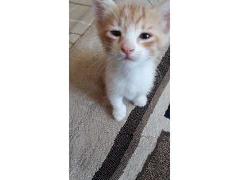 5 adet yavru sarman kedi