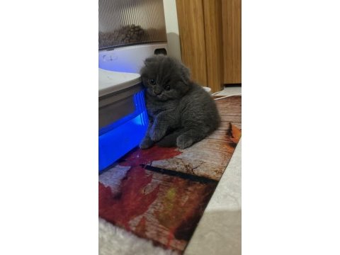2 aylık scottısh fold kedıler