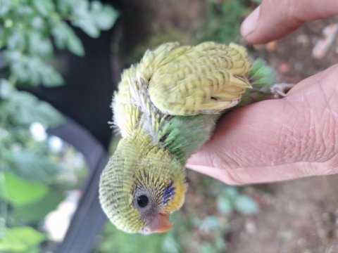 Rainbow yavru ve tekleme muhabbet kuşlar