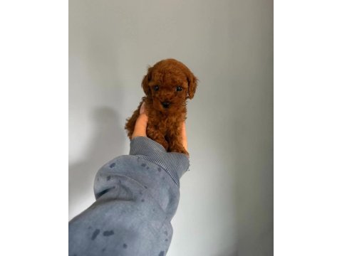 Toy poodle safkan premium yavru köpekler
