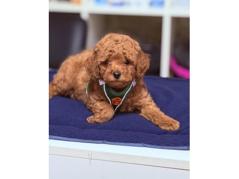 En güzel poodle bebeklerimiz sizlerle