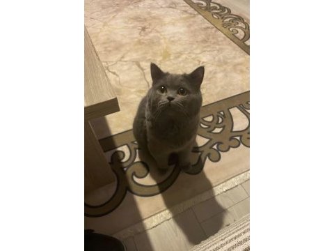 British shorthair erkek