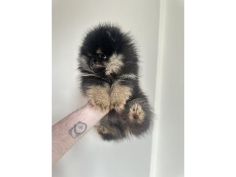 Pomeranian boo black &tan