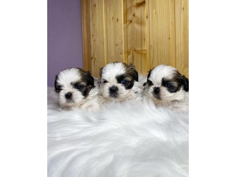 Dünya tatlısı shih tzu yavruları