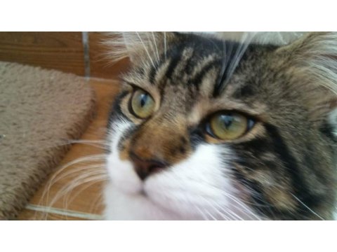 Main coon erkek kedimiz