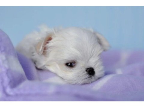 Korean morkie puppies (cheap) 1.5 kg