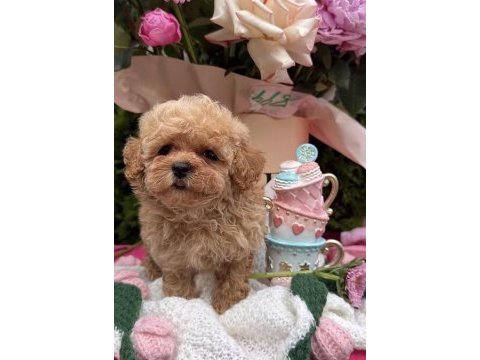 Maltipoo safkan köpeği