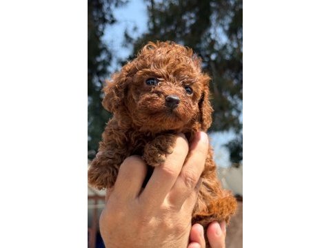 Kore toy poodle yavrularımız 