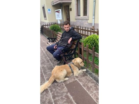 Acil golden retriever aşılı çipli 1.5 yaş kısır