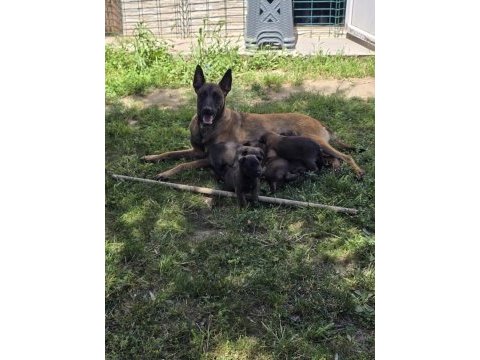 Belçika malinois üst kalite erkek dişi yavrularımız