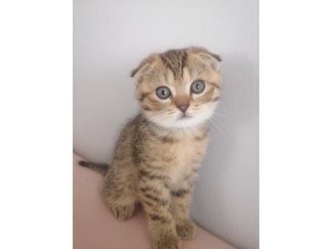 2 aylık yavru scottish fold