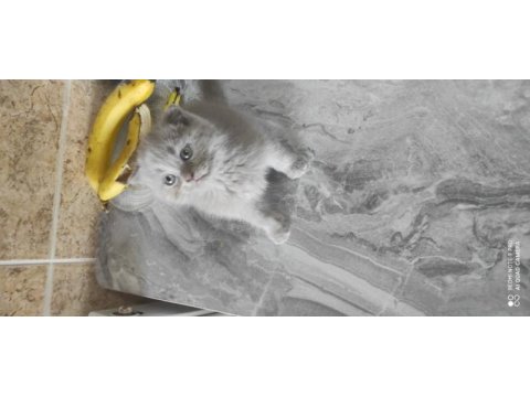 Scottish fold sıfir kulak