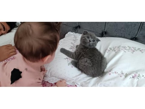 Sevimli kedimiz yeni yuvasına gitmeye hazır
