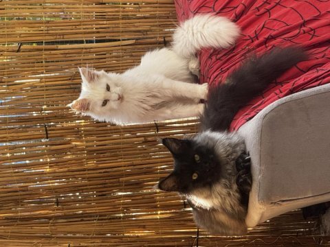 Gri yele maine coon isteyenler
