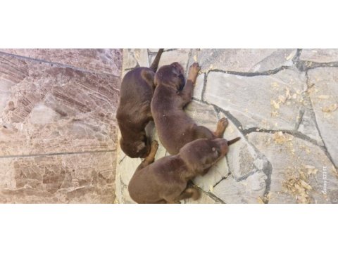 Doberman yavrularımız