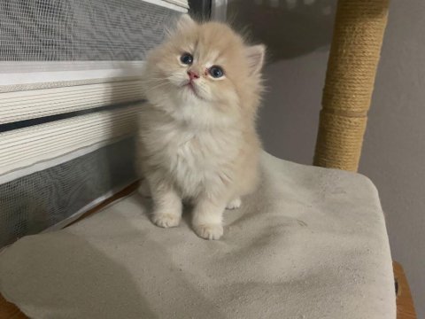 Şecereli british longhair cy11 show kalite