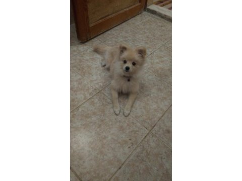 Sevimli ve akıllı pomeranian