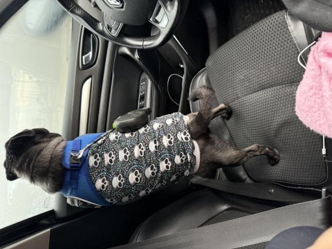 Yetişkin siyah pug