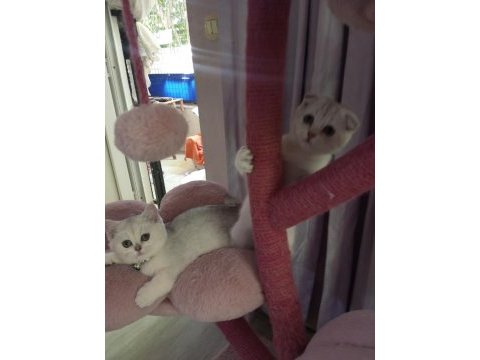Scottish fold lilac silver tabby. safkan bebek catteryden