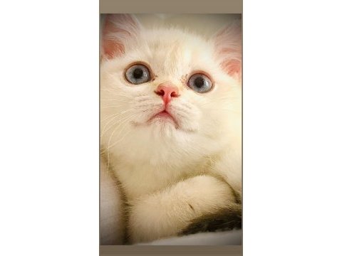 British longhair 3 aylık dişi