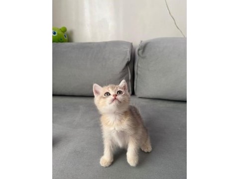 Sevimli kedicik