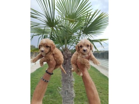 Maltipoo sağlık garantili yavrular