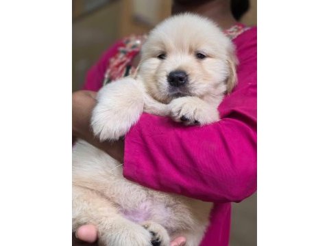 Golden retriever bebeklerim yeni ailesini arıyor