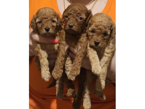 3 adet poodle yavrumuz sahiplendirilecektir