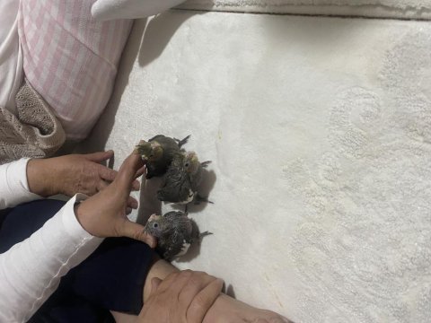 Bir aylık üç sultan papağanı