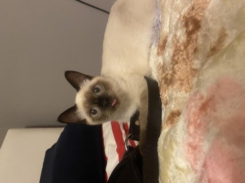 8 aylık siyam dişi siyam kedisi