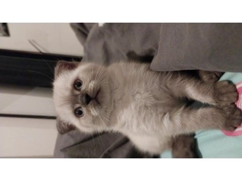 3 aylık scottish fold