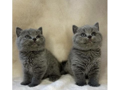 Ayı surat brıtısh shorthair yavrularım 