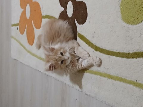 Ds22 beş aylık dişi maine coon