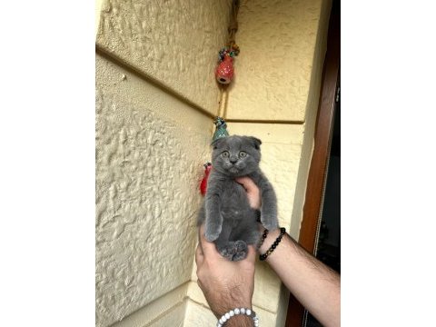 A kalite safkan scottish fold blue