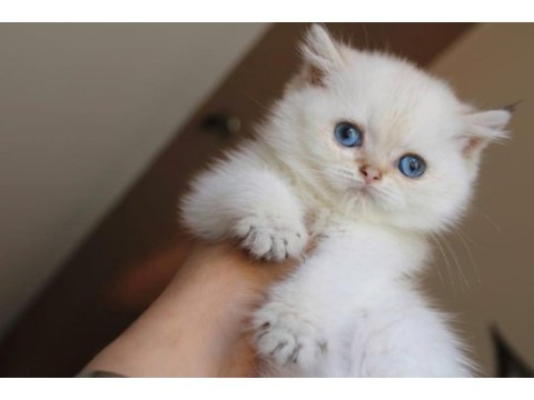 Muhteşem british shorthair mavi göz golden point
