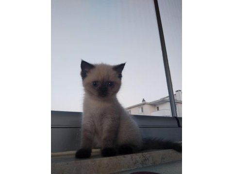 2 aylık yavru british shorthair