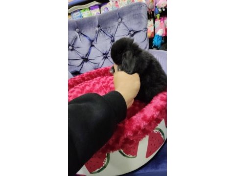 Cüce tavşan minilop ve teddy lop tavşan
