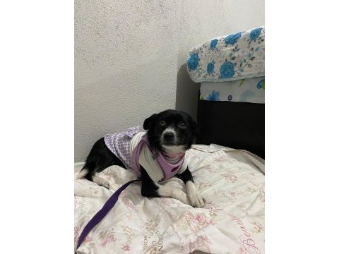 Dişi rus finosu köpeğimiz