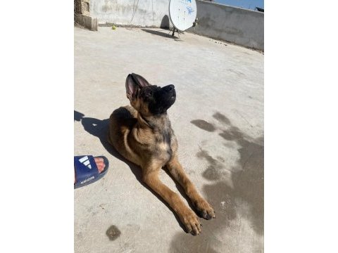 4.5 aylık belçika kurdu malinois ücretli sahiplendirme