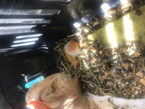 Guinea pig dünya tatlısı anne sütünden kesildi bebek
