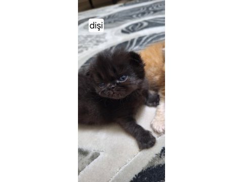 İran chincila dişi erkek yavrular