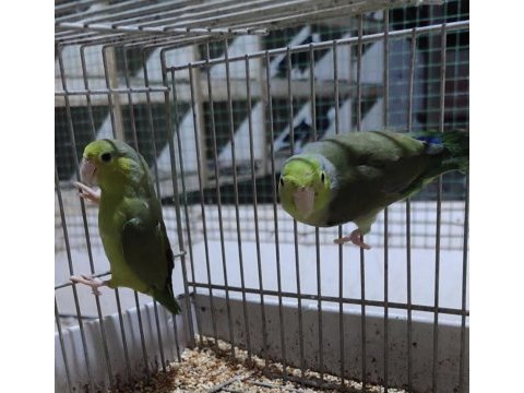 Yavru forpuslar yeni sahibini arıyor